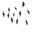 Birds