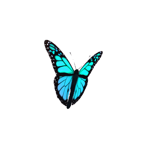 Blue Butterfly