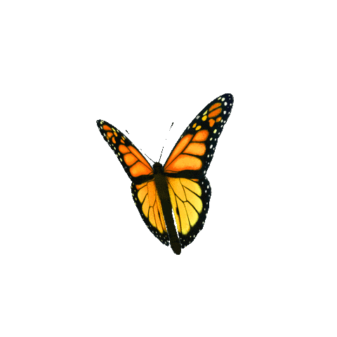 Orange Butterfly